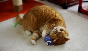 キャラクタ画像